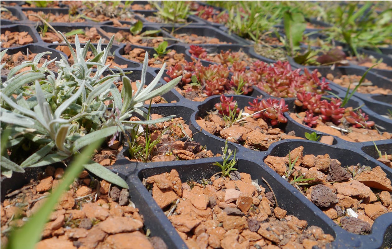 ECORASTER filling microgreen