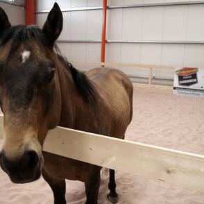 Indoor equestrian arena