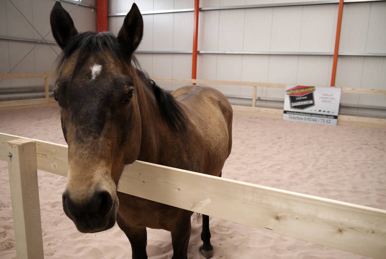 Indoor equestrian arena