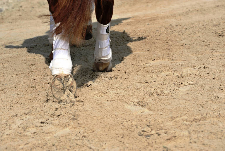 Equestrian arena