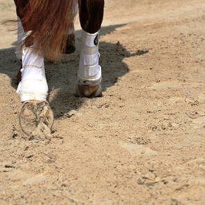 Equestrian arena